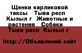 Щенки карликовой таксы - Тыва респ., Кызыл г. Животные и растения » Собаки   . Тыва респ.,Кызыл г.